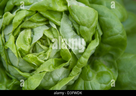 Bio Salat wächst in den Gewächshäusern von Abu Dhabi-Bio-Bauernhof Stockfoto