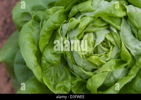 Bio Salat wächst in den Gewächshäusern von Abu Dhabi-Bio-Bauernhof Stockfoto