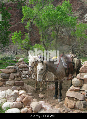 Grand Canyon: Phantom Ranch Maultiere in Corral 2861 Stockfoto