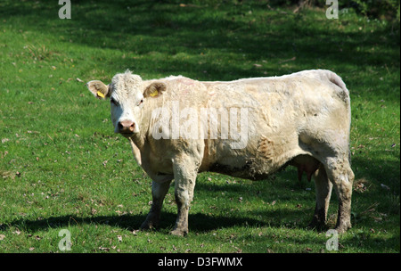 white cow on fresh green meadow Stockfoto