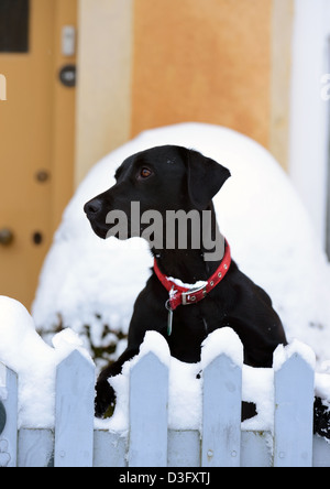 Ein schwarzer Labrador Hund blickt auf ein Gartenzaun im Dorf Badminton, Gloucestershire UK Stockfoto