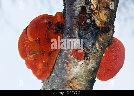 Pycnoporus Cinnabarinus auf einem faulenden Ast der Birke Stockfoto