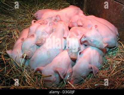 (Dpa) - kuscheln 14 Schweinchen zusammen auf einem Bauernhof in Tennenbronn im Schwarzwald, Deutschland, 20. Februar 2003. Eine oral Sau hat einen Wurf von 25 Ferkel in der Nacht auf den 17 Februar geboren. Sechs der Ferkel starb kurz nach ihrer Geburt. Wie die Sau nur 14 Ferkel Laktat kann, wurden die anderen Baby-Schweine in einen anderen Stall gebracht. Die inoffizielle Rekord stellte Stockfoto