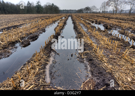 Schlammigen Maisfeld, nach einigen regnerischen Wochen im Winter überschwemmt; Reifenspuren, die mit Wasser gefüllt sind. Stockfoto