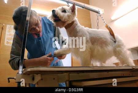 (Dpa) - Christel Balfanz Trimmes das Haar des West Highland white Terrier Kessy im Schönheitssalon für Hunde "Exquisit" in Berlin, 12. Februar 2003. Der Besitzer und Hund Kosmetikerin, Christel Balfanz ihr Geschäft seit 1971 läuft. Sie erhält einen Durchschnitt von vier bis fünf Hunde pro Tag und 10 Euro pro Stunde berechnet. Oft, arbeitenden Menschen am Morgen vorbei und lassen Sie ihre Hunde wi Stockfoto