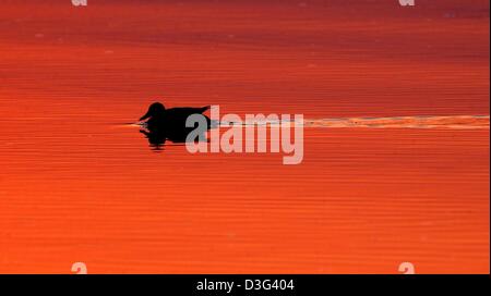 (Dpa) - eine einsame Ente anmutig gleitet durch das ruhige Wasser, die rot-Orange erscheint in der Sonne am Abend, in der Nähe von Potsdam, Deutschland, 11. Februar 2003. Stockfoto