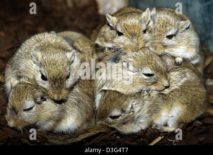 (Dpa) - eine Gruppe von mongolischen Rennmäusen (Meriones Unguiculatus) kuscheln Sie sich in einem Terrarium im Tierpark in Mannheim, Deutschland, 25. November 2003. Mongolische Rennmäuse in der Regel Leben in größeren Familieneinheiten und zeigen eine markante Sozialverhalten. In der Dose Leben zwei bis vier Jahre im Durchschnitt und können ab dem Alter von neun bis 12 Wochen züchten. Doch nach 14 Monaten Rennmäuse Stockfoto