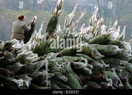 (Dpa) - Bundles Weihnachtsbäume werden übereinander gestapelt zu verkaufen in Frankfurt am Main, 24. November 2003. Stockfoto