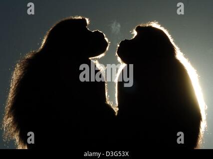 (Dpa) - zwei Berberaffen die Sonne genießen, während Sie sitzen auf einem Felsen in ihrem Gehege im Zoo in Stuttgart, Deutschland, 9. Dezember 2003. Stockfoto