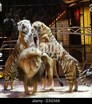 (Dpa) - lehnen zwei Tiger auf dem Rücken eines Löwen während der Raubtier-Show von der britischen Löwenbändiger Alex Lacey während der Zirkus show "Stars in der Arena" im Circus Krone in München, 6. Dezember 2003. Die Nächstenliebe Zirkusshow während der Stars und Sternchen wie Artisten zum 41. Mal stattfand. Der Erlös aus der Show wird auch Kindern in Not, elde Stockfoto