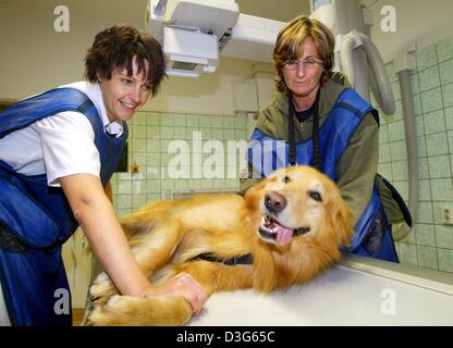 (Dpa) - Tierarzt Diana Leppelt (L) und Hundebesitzer Marlen Schoening (R) vorbereiten "Bingo" eine Röntgenaufnahme in der Tierklinik in Magdeburg, Deutschland, 30. September 2003. Das Krankenhaus besteht seit 1971 und beschäftigt 18 Mitarbeiter, davon sind acht Tierärzte. Alle Arten von Tieren werden von kleinen Mäusen zu ausgewachsenen Löwen im Krankenhaus behandelt. Jedoch sind die meisten Tiere Haustiere Stockfoto