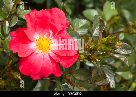 Floribunda-Rose "Rosa Hedge", Rosa, Rosengewächse Stockfoto