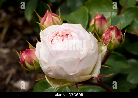 Bett-Rose 'Stephanie Baronin Zu Guttenberg Rose', Rosa, Rosengewächse, Stockfoto