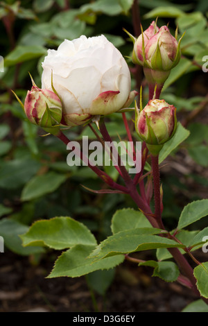 Bett-Rose 'Stephanie Baronin Zu Guttenberg Rose', Rosa, Rosengewächse, Stockfoto