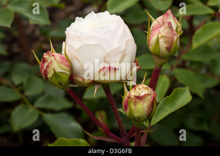 Bett-Rose 'Stephanie Baronin Zu Guttenberg Rose', Rosa, Rosengewächse, Stockfoto