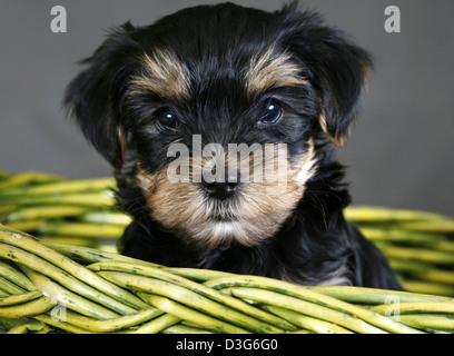 Baby der Yorkshire-Terrier in einem grünen Korb Stockfoto