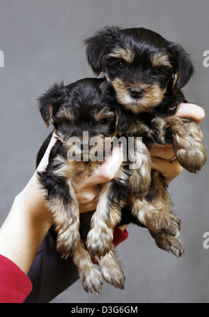 Babes der Yorkshire-Terrier in weiblichen Händen Stockfoto