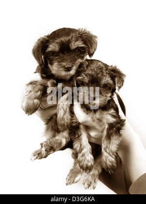 Babes der Yorkshire-Terrier in weiblichen Händen Stockfoto