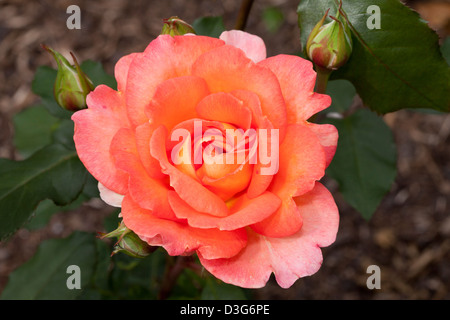 Teehybrid-Rose "Fairest Cape", Rosa, Rosengewächse Stockfoto