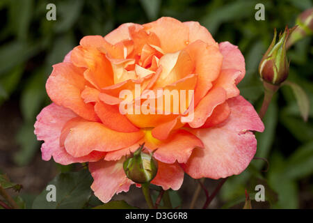 Teehybrid-Rose "Fairest Cape", Rosa, Rosengewächse Stockfoto