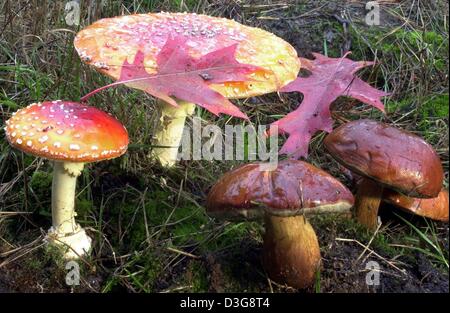 (Dpa) - zwei Fliegen Baumschwämme (L) und drei essbare Bucht, die Steinpilze wachsen auf einer Wiese in der Nähe von Loewenberg, Deutschland, 11. Oktober 2003. Stockfoto