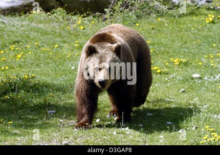 (Dpa) - läuft Braunbär "Boris" über das Grün in seinem Gehege im Tierpark Hellabrunn in München, Deutschland, Montag, 3. Mai 2004. "Berni", das neue Maskottchen der Bundesliga-Fußball-Club FC Bayern München, ist Boris nachgebildet.  Der Verein kündigte seine Zusammenarbeit mit dem Tierpark und übernimmt Verantwortung für die Expensis und die Kosten von Boris am Tierpark für ein Jahr. Stockfoto