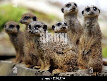 (Dpa) - eine Gruppe von Erdmännchen sind auf einem Felsen steht in ihrem Gehege im Zoo in Münster, Deutschland 26. April 2004. Die Tiere leben meist im südlichen Afrika in Gruppen von 10 bis 30. Da sie viele natürliche Feinde haben, hat eine Gruppe immer die Aufgabe, aufzupassen. Stockfoto