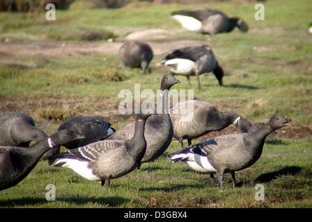 (Dpa) - Brants ruhen auf einer Wiese auf der Hallig Holge in Watt die Landeshauptstadt von Schleswig-Holstein, 21. Oktober 2004. Laut Klaus Guenther passieren Vogel Experte an der Station Wattenmeer bis zu 400.000 Weißwangengans (Branta Leucopis) und etwa 200.000 Brants (Branta Bernicla) dieses Gebiet auf ihrem Weg zu ihren Winterquartieren bis Ende November. Nach den co Stockfoto