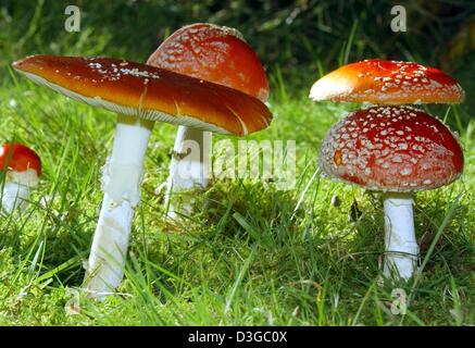 (Dpa) - das Foto zeigt roten Fliegenpilze (Amanita Muscaria) mit ihren weißen gepunktete rote Köpfe in Deutschland, 23. Oktober 2004. Der rote Fliegenpilz ist die berühmteste Fliegenpilz und da fast jeder weiß, dass dieser Pilz giftig ist, verursacht es kaum Vergiftungen. Junge Pilze dieser Art haben immer noch weiße Flecken aus der weißen Schale ihre helle rote Köpfe. Stockfoto