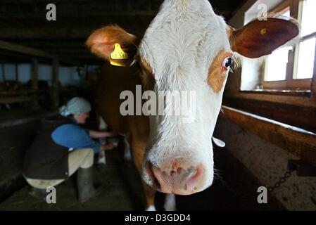(Dpa)-Sennerin Lisa Schlagbauer im Stall beim Melken von hand am Rampoldalm in Oberbayern, Deutschland am 15. Juli 2004 abgebildet. Stockfoto