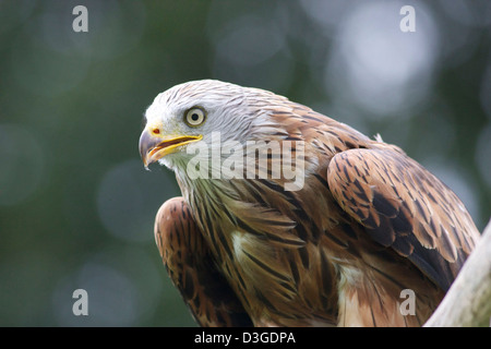 Nahaufnahme von einem Rotmilan Vogelkopf. Mid Wales Stockfoto