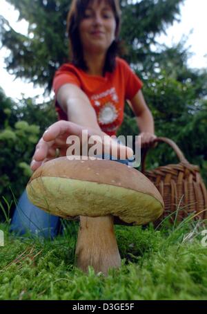 (Dpa) - ist eine Frau ein Boletus Pilz im Bayerischen Wald in der Nähe von Wiesenfelden, Deutschland, 11. September 2004 abholen. Stockfoto