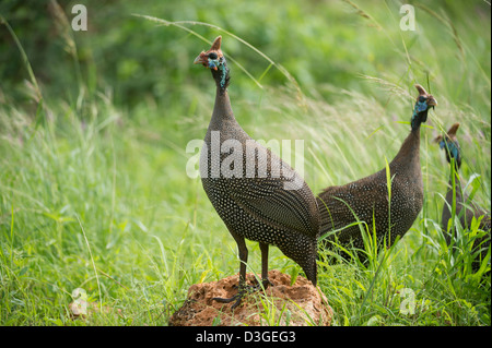Behelmte Perlhühner (Numida Meleagris), Meru Nationalpark, Kenia Stockfoto