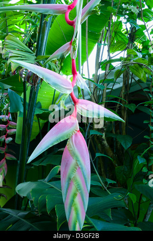 Hummergreifer oder rosa Heliconia Rostrata Pflanze auch bekannt als falsche Bird Of Paradise in voller Blüte Stockfoto