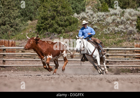 Cowboy Wrangler Corral, Viehzucht, Vieh einziehen Montana USA Stockfoto