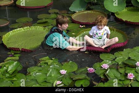 (Dpa) - Gärtner Uschi Parteimitglieder (L) unterstützt junge Felix dabei einen Platz auf dem Blatt von einer riesigen südamerikanischen Seerose im Botanischen Garten in Frankfurt Main, Deutschland, 19. August 2004. Die plattenförmigen Blätter, die mehrere Durchmesser messen können, sind stark genug, um das Gewicht eines fünf Jahre alten Kindes zu tragen. Stockfoto