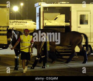 (Dpa) - Trainer Guide zwei Pferde über die Start-und Landebahn am Flughafen Münster/Osnabrück in Greven, Deutschland, 11. August 2004. Etwa 30 Pferde werden auf jeder Ebene in speziellen Transportkisten transportiert. In der Nacht-Pferde aus den Niederlanden wurden Kolumbien und Deutschland auf dem Weg zu den Olympischen Spielen in Athen, Griechenland, geschickt, die am Freitag, 13 August beginnen wird. Stockfoto