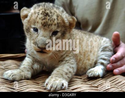 (Dpa) - ein elf - Tage alte Löwenbaby sieht beim Fotografen im Zoo in Leipzig, Deutschland, 13. Juli 2004. Zur Zeit der 2730 Gramm, die schwere kleine Löwe fast den ganzen Tag schläft. Die Zoo-Besucher müssen noch warten, ein paar Wochen, bis die kleinen Löwen im Gehege werden. Stockfoto