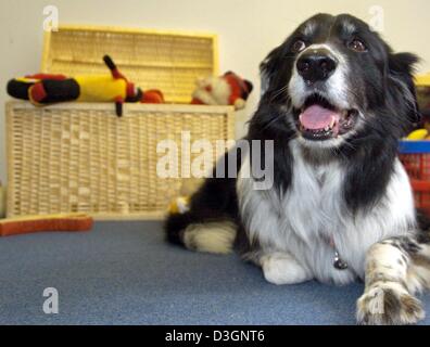 (Dpa) - Hund Rico erwartet aufmerksam neue Anweisungen seiner auf dem Teppich in einer Wohnung in Berlin, 10. Juni 2004 ruht. Der neun-jährige Border-Collie, der rund 200 Worte versteht, bewies seine Begabung lernen. Rico wurde mit acht Spielzeug vorgestellt. Sieben dieser Objekte waren ihm vertraut. Mit den Worten "Rico, holen die..." der Hund wurde befohlen, das unbekannte Achter zu holen Stockfoto