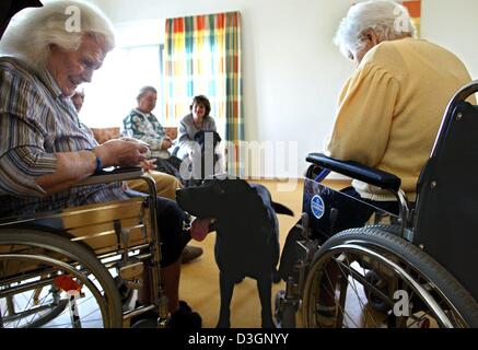 (Dpa) - arbeitest du für die beiden Hunde "Bendix" (vorne) und "Jette" mit älteren Damen Anna-Maria Kaufmann (L, 85) und Annastasia Ernst (R, 92) ein Altenheim in Duisburg, Deutschland, 14. April 2004. Sie werden von Spezialisten Cordula Nass (hinten) betreut. Die beiden Frauen leiden an Demenz und beteiligen sich an einem einzigartigen Therapie mit Hunden. Genau wie die Patienten reagieren die Hunde mehr Stockfoto