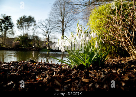 Schneeglöckchen blühen - Blüte von Wasser im Frühjahr, Februar, UK, Chippenham Park House, Cambridgeshire Stockfoto