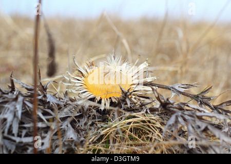 Artenschutz - sehr seltene Pflanze - stammlose Carline Distel Blume (Carlina Acaulis) Stockfoto