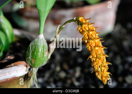 Bulbophyllum Careyanum Var auch orange Orchidee Blume Blütenstand tropischen exotischen Spike Blüte Blüte Blüte Stockfoto