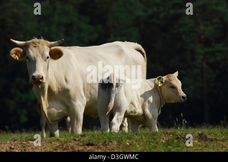 Mutter Limousin Kuh Bos Primigenius Taurus und Kalb auf Wiese, Niedersachsen, Deutschland Stockfoto