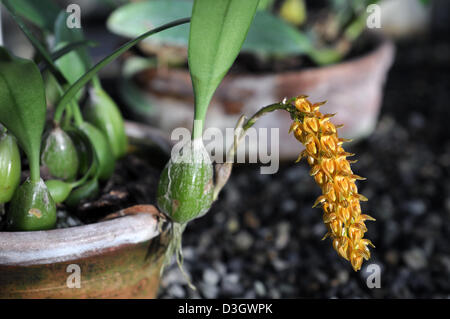 Bulbophyllum Careyanum Var auch orange Orchidee Blume Blütenstand tropischen exotischen Spike Blüte Blüte Blüte Stockfoto