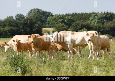 Herde von Limousin-Rindern Bos Primigenius Taurus auf Wiese, Niedersachsen, Deutschland Stockfoto