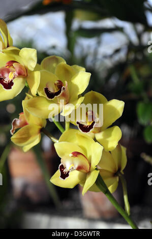 Cymbidium Orchidee gelbe Hybrid tropischen exotischen Nahaufnahme Flora Blume Blüte Blüte zart Farbe Farbe Closeup schließen Stockfoto