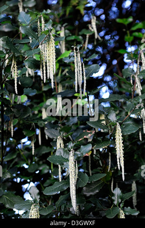 Garrya Elliptica James Dach Quinnie bush weiße Blumen Blüte blüht Blüte grüne Blätter Laub Frühjahr Sträucher Seide Quaste Stockfoto