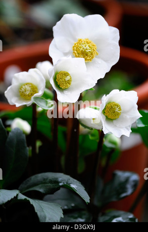 Helleborus Niger Christmas Carol Helleborus Christrose Winter weiße Blumen Blüten Pflanzen Porträts Stauden Blüten blühen Stockfoto