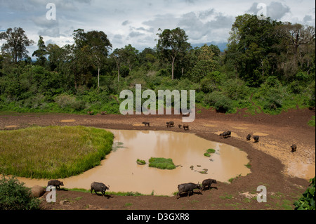 Herde Büffel (Syncerus Caffer Caffer), Mount Kenya National Park, Kenia Stockfoto